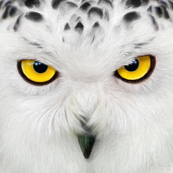 Snowy, animal, beak, white, bird, amber, eyes, owl HD wallpaper