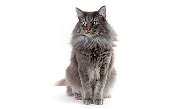 Animals, Sit, Cat, Fluffy, Color HD wallpaper