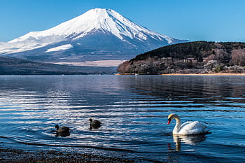 Peaceful view of swans on Lake Yamanakako with Mount Fuji in the background. HD wallpaper