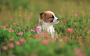 puppy in field of flowers, dogs, puppy, grass, flower HD wallpaper