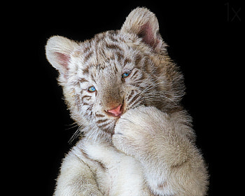 White tiger cub, , Stunning background, Captivating HD wallpaper