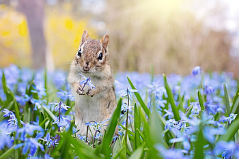 •ღ✿ღ•, animal, cute, chipmunk, squirrel HD wallpaper