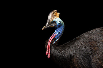 Endangered double-wattled cassowary, Gladys Porter Zoo resident, Art reference , Zoo sighting HD wallpaper