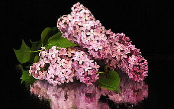 lilacs reflection, lilacs, still life, flowers, reflection HD wallpaper
