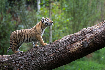 Forest, Tiger Cub HD wallpaper