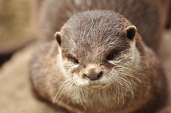 Animals, Muzzle, Brown, Animal, Otter HD wallpaper