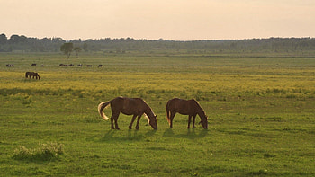 Animals, Grass, Sky, Horses HD wallpaper