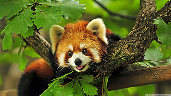 Cute red panda, animal, pretty, red panda, red, cute, nature, lovely, panda, bear HD wallpaper