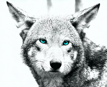 white wolf art, winter, dog, canis lupus, lone wolf, wolf, howling, snow, the pack, mythical, white, timber, wolves, grey, lobo, wisdom beautiful, grey wolf, nature, canine, friendship, arctic, solitude, black, quotes, wolf pack, , wild animal black, wolfrunning, abstract, pack, majestic, howl, spirit, wolf HD wallpaper