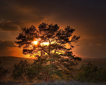 Hidden sun, clouds, sky, fire, tree HD wallpaper