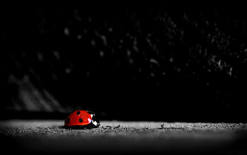 Insects, Ladybugs HD wallpaper