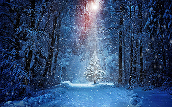 Snowy road, winter, frost, path, cold, beautiful, walk, snow, trees, road, forest, ice HD wallpaper