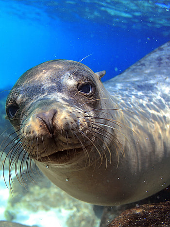 Galapagos island, Underwater close up HD phone wallpaper