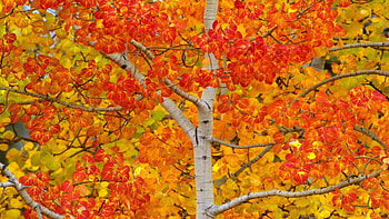 Birch tree in autumn, Birch tree HD wallpaper