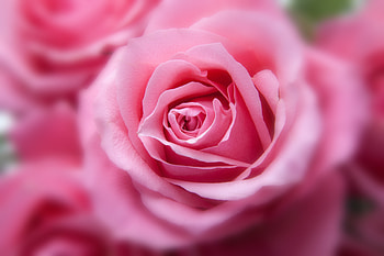 Pink Rose , flowers, roses, pink HD wallpaper