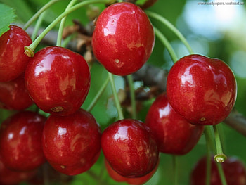 Plants, Fruits, Sweet Cherry, Food HD wallpaper