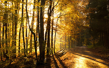 Sunlight, landscape, beautiful, light, autumn, road, nature, amazing, sun, forest HD wallpaper