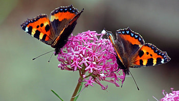 Flower, Macro, Butterfly, Wings HD wallpaper