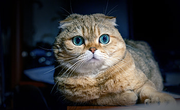 Cat Ocean Eyes, cat, animals HD wallpaper