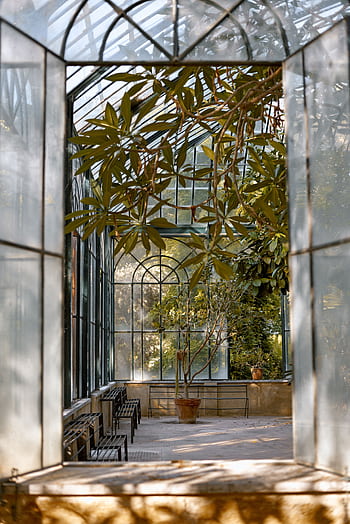 Peaceful greenhouse space with lush plants and natural light streaming through glass windows. HD phone wallpaper