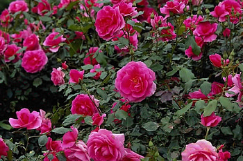 Plants, Flowers, Roses HD wallpaper