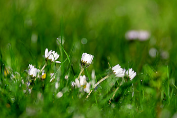 Daisy, buds, grass, meadow, spring HD wallpaper