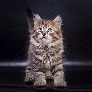 Animals, Kitty, Kitten, Pet, Sight, Opinion, Nice, Sweetheart HD phone wallpaper