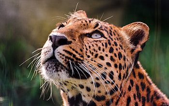 Animals, Leopard, Muzzle, Eyes, Pensive HD wallpaper