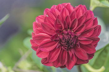 Flowers, Flower, Petals, Bud HD wallpaper