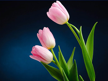 TULIPS, PETALS, NATURE, COLORS, STEMS HD wallpaper