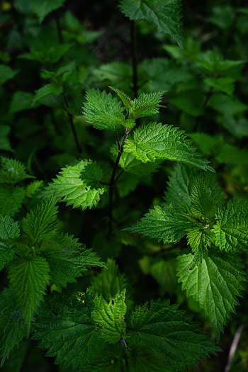 Leaves, Plant, Macro, Nettle, Stems HD phone wallpaper