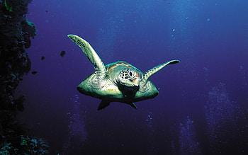 sea turtle, animal, sea, turtle, ocean HD wallpaper