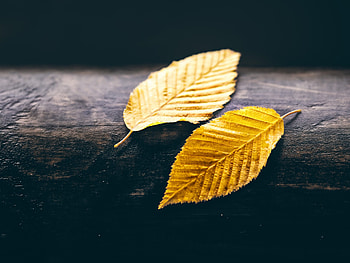 Elm, Gold Leaf HD wallpaper