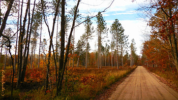 Pathway to Autumn, pathway, path, clearing, Autumn, tree, dirt road, Fa11, trees, forest HD wallpaper