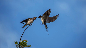 Swallow feeds her chick, wings, branch, birds, flying, sky HD wallpaper
