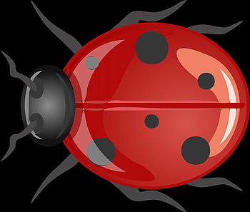LADYBIRD, lady, black, bird, red HD wallpaper