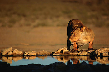 Animals, Water, Lion, Predator, Big Cat, Thirst HD wallpaper