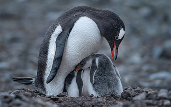 Penguins, animal, nature, bird HD wallpaper
