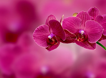 Petals, Flowers, Pink, Flower, Orchid HD wallpaper