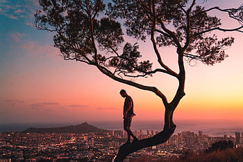 Silhouette of a man standing in a tree overlooking Honolulu, Hawaii during a vibrant sunset. HD wallpaper