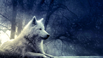 Wolves , Pack dynamics, Unified strength, Harmonious existence HD wallpaper