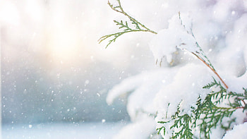Snow Falling on Cedar, snow, light, Firefox theme, winter, simple, evergreen, cedar HD wallpaper