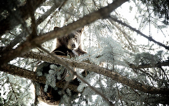 Animals, Nature, Wood, Tree, Bear HD wallpaper