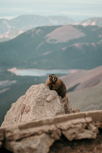 Animals, Rock, Stone, Wildlife, Animal, Beaver HD phone wallpaper