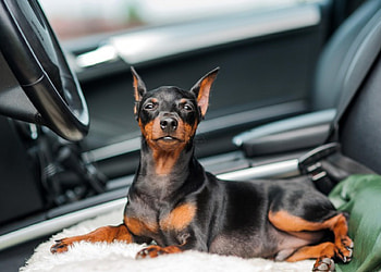 Dog, sweet, animal, dogs, cute, beautiful, puppys, puppy, pretty, animals, lovely HD wallpaper