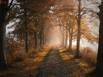 Foggy Path, Foggy, Nature, tree, Path HD wallpaper