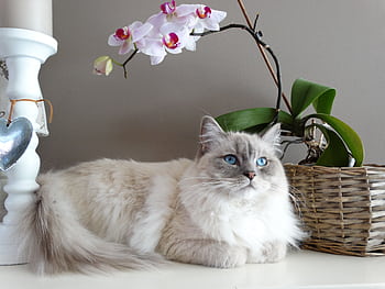Adorable grey and white Ragdoll cat with blue eyes beside a blooming orchid indoors. HD wallpaper
