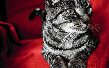 Animals, Cats HD wallpaper