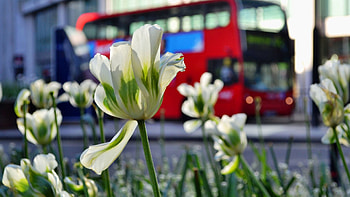 Nature, Flowers, Tulips HD wallpaper