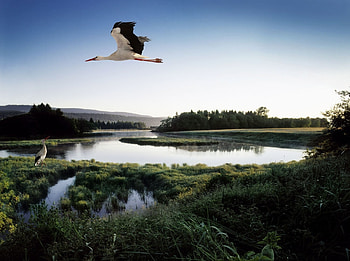 Animals, Trees, Grass, Lake, Stork HD wallpaper
